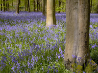 bluebells