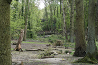 Coppicing in Coldfall Wood