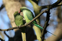 parakeets